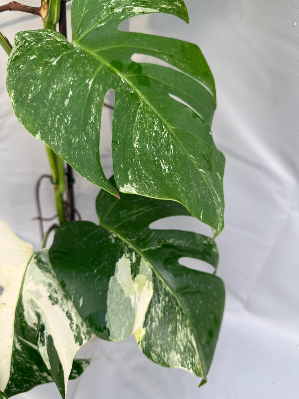 Monstera Deliciosa Albo Variegata