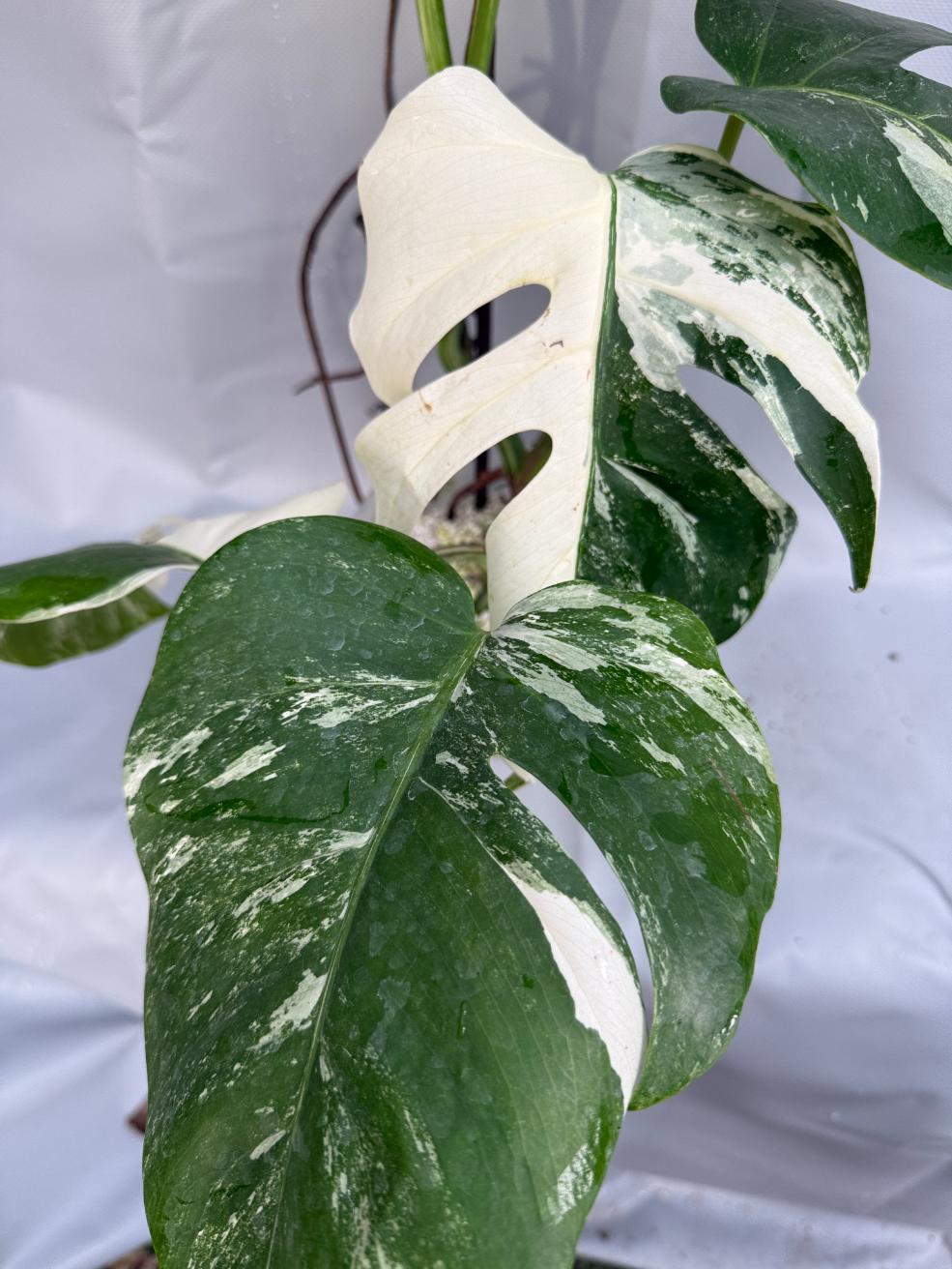 Monstera Deliciosa Albo Variegata