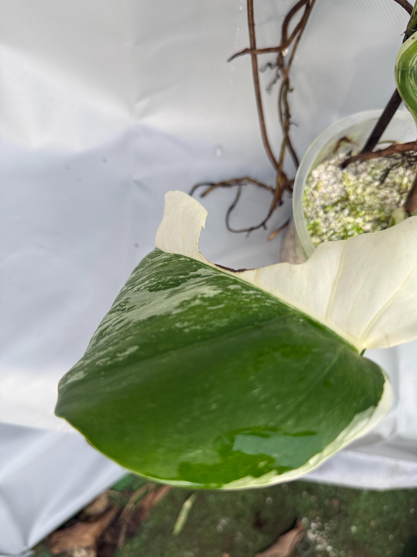 Monstera Deliciosa Albo Variegata