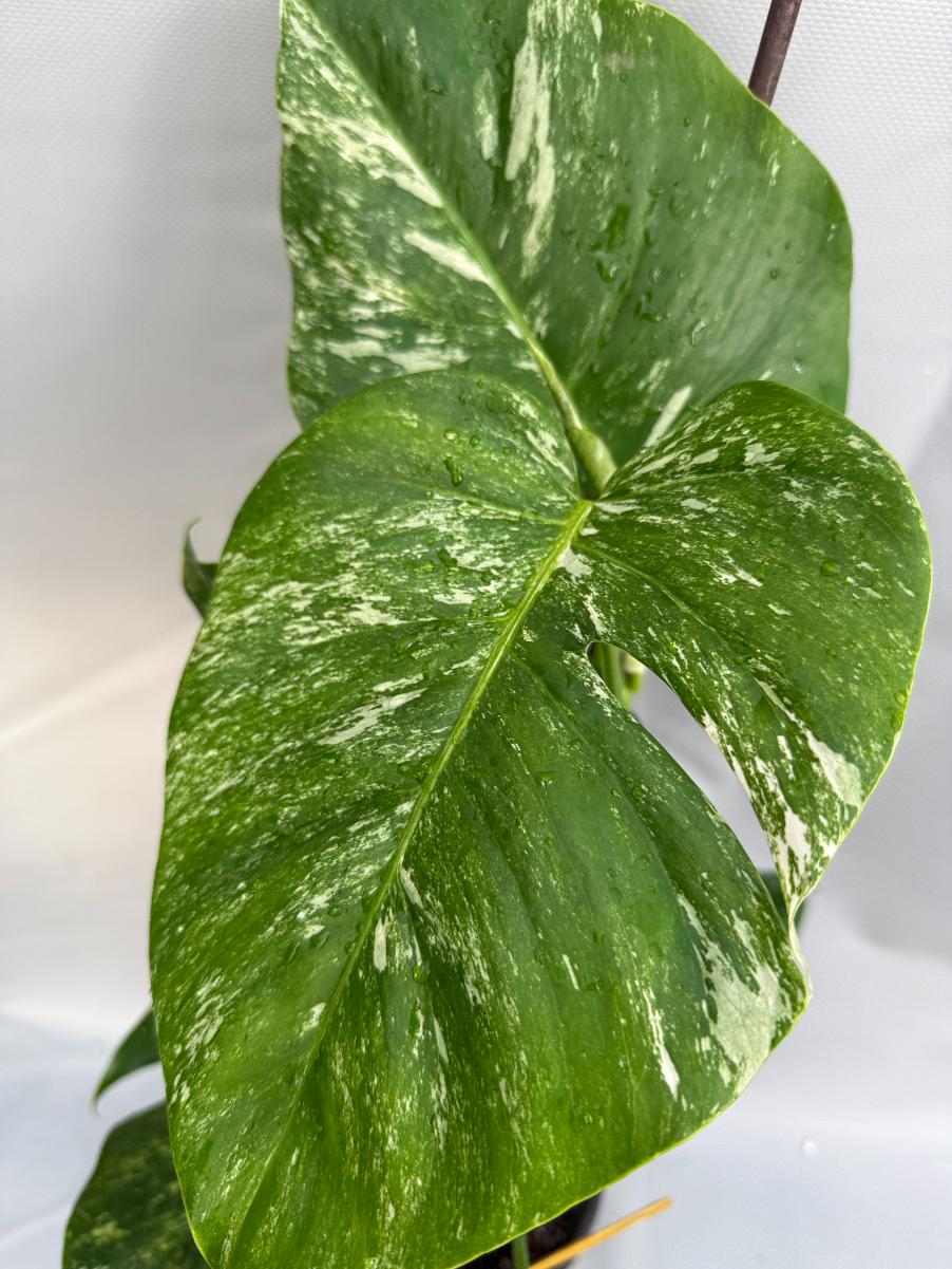 Monstera Albo variegata 2