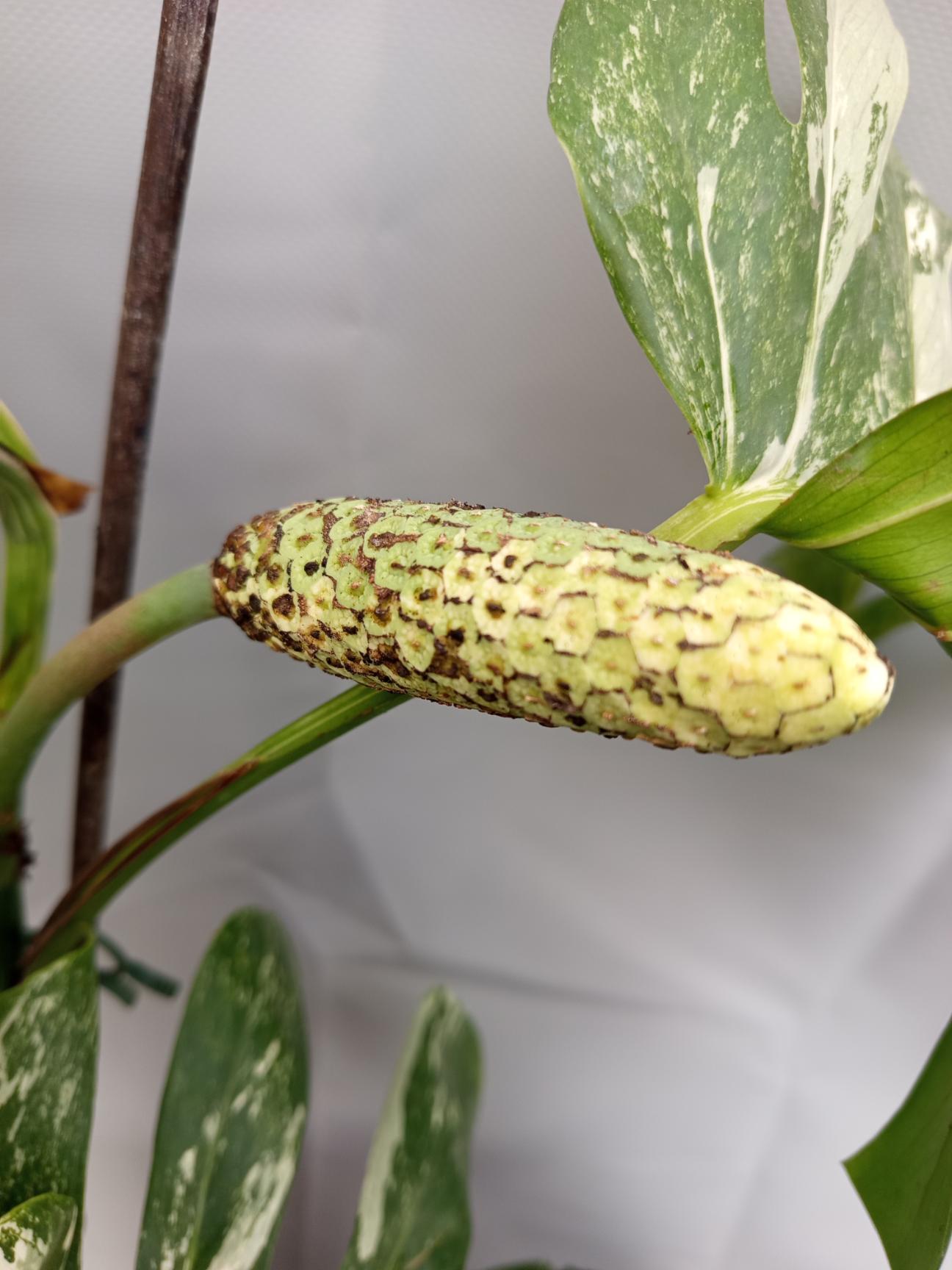 monsters fruit Monstera Deliciosa Albo Variegata XL with FRUIT