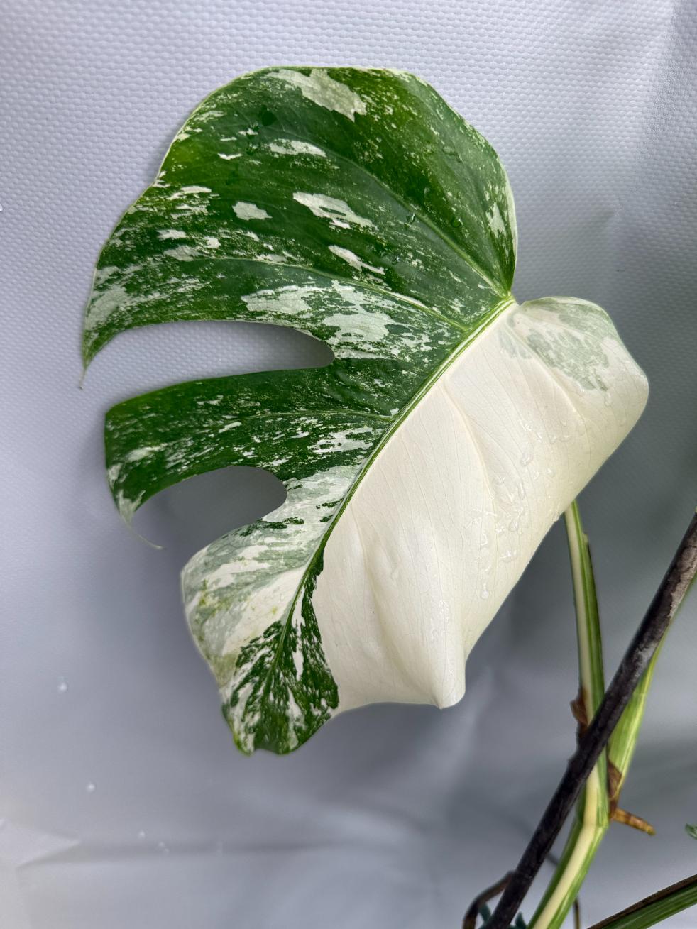 Monstera Albo variegata foglia half moon