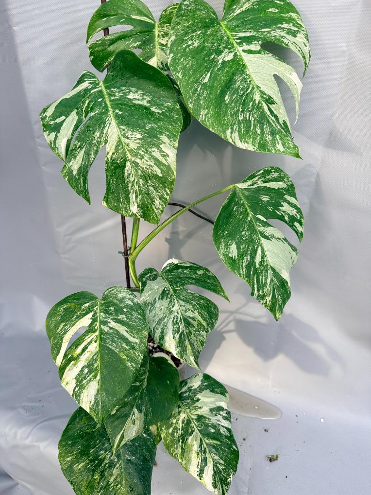 Monstera Albo variegata XL 2