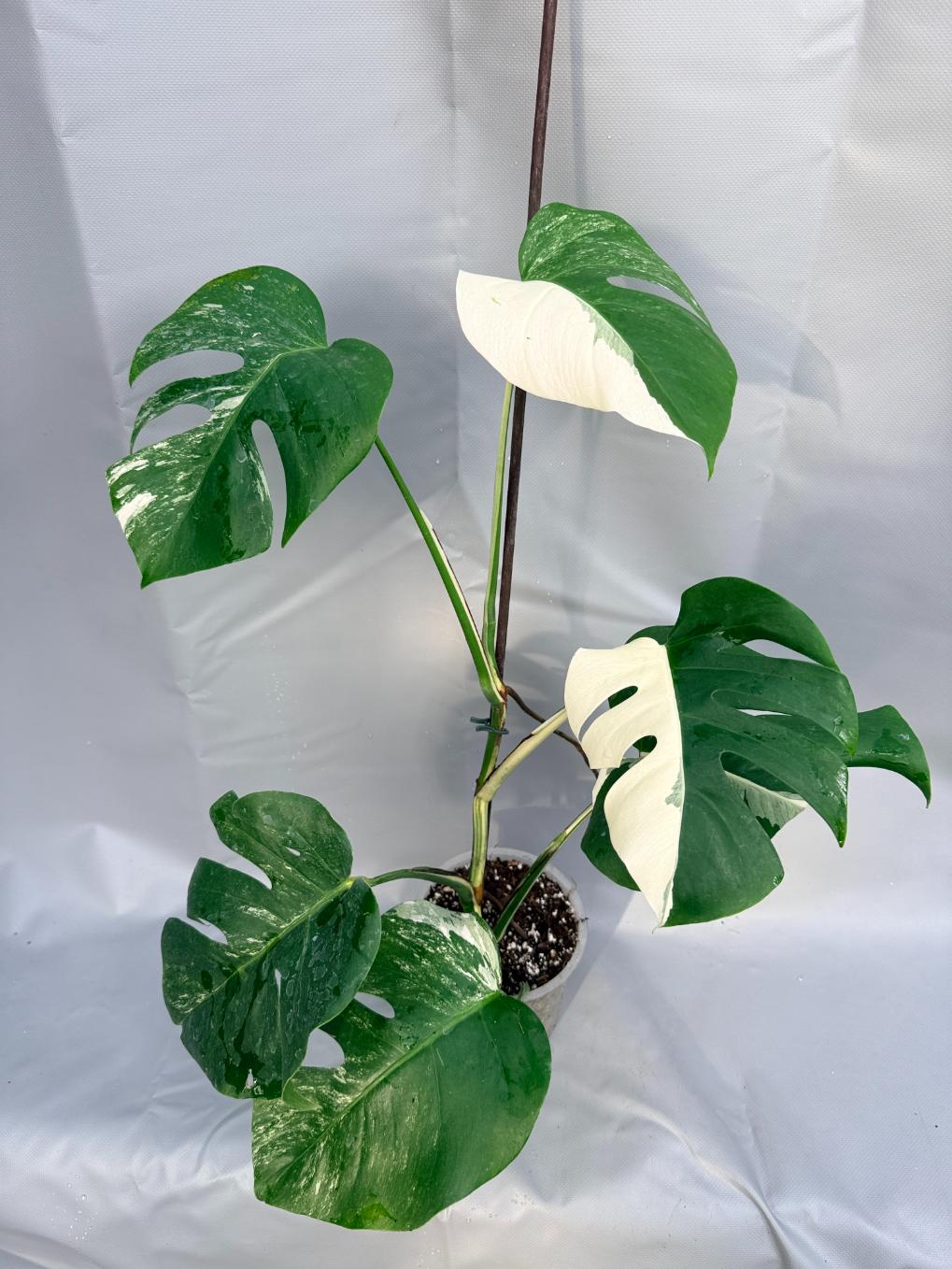 Monstera Deliciosa Albo variegata HALF MOON