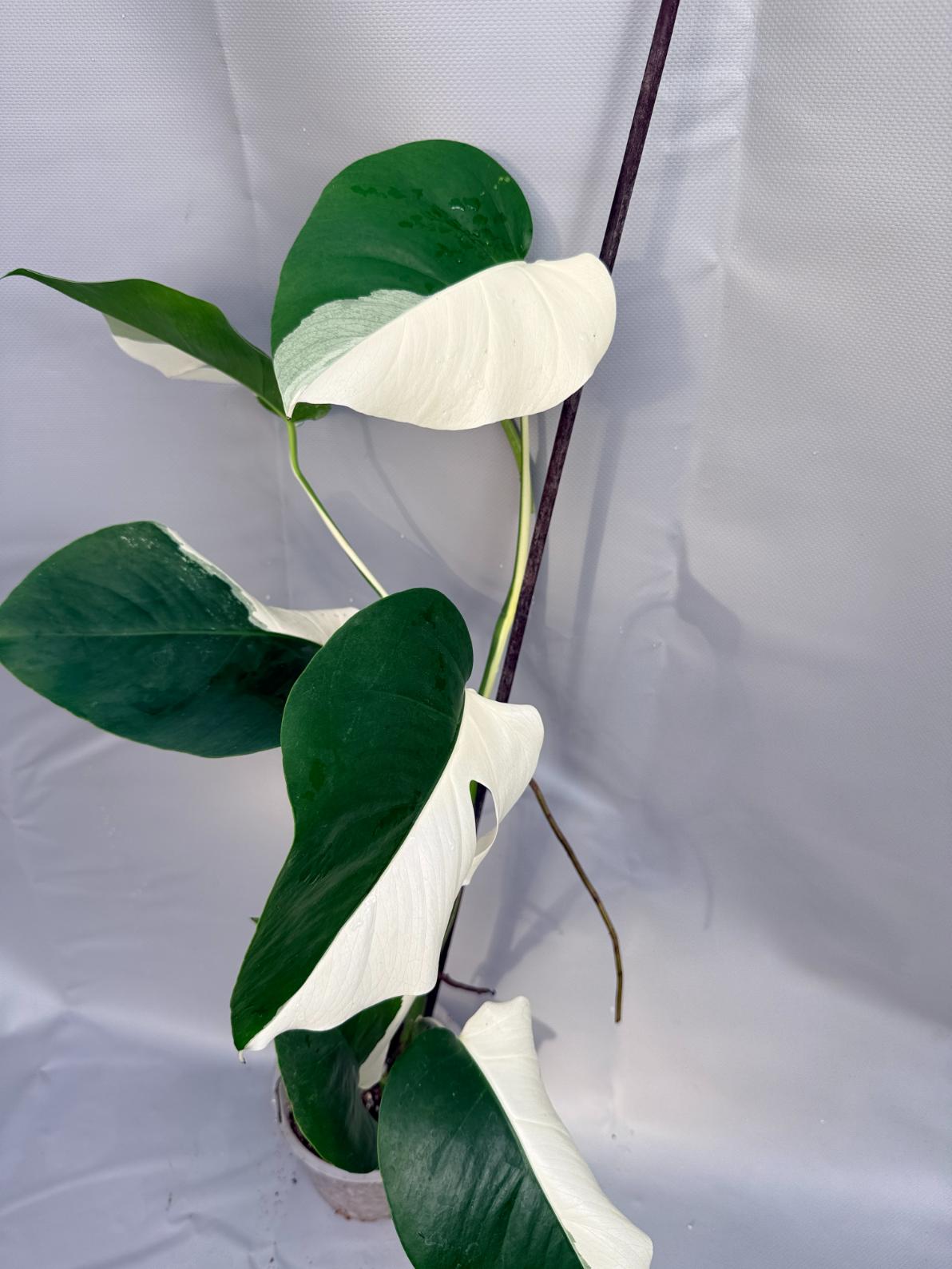 monstera deliciosa albo half moon Monstera Deliciosa Albo variegata PERFECT HALF MOON
