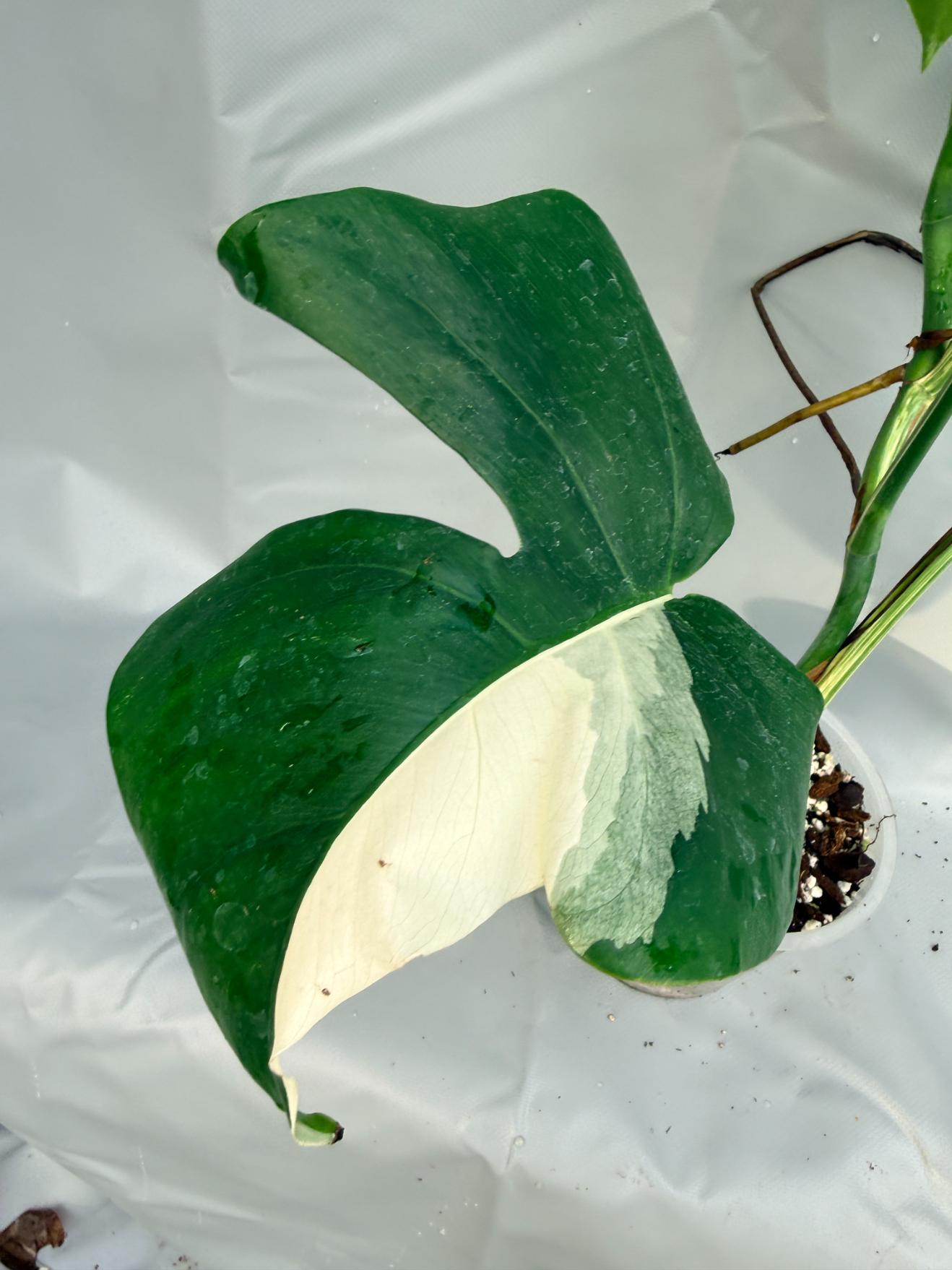 Monstera Deliciosa Albo Variegata