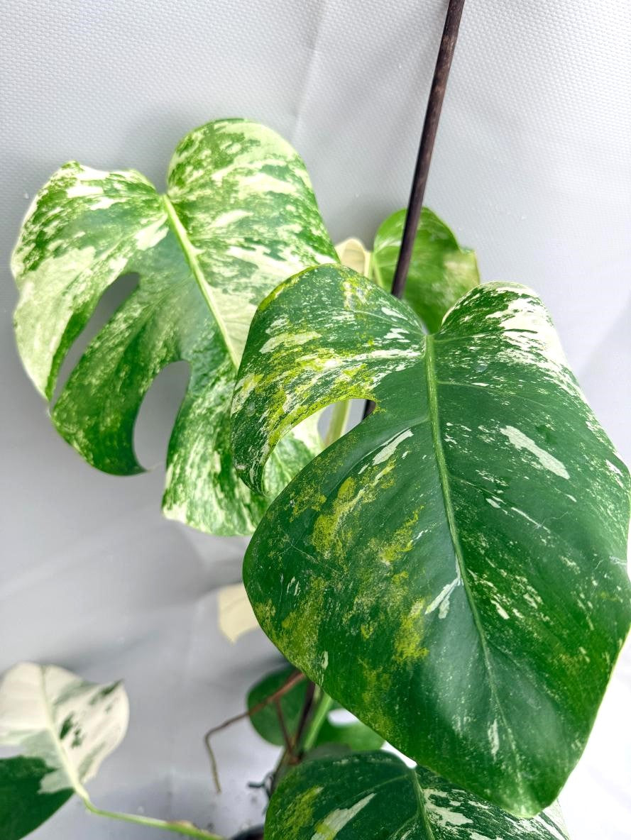 Monstera Albo Variegata02