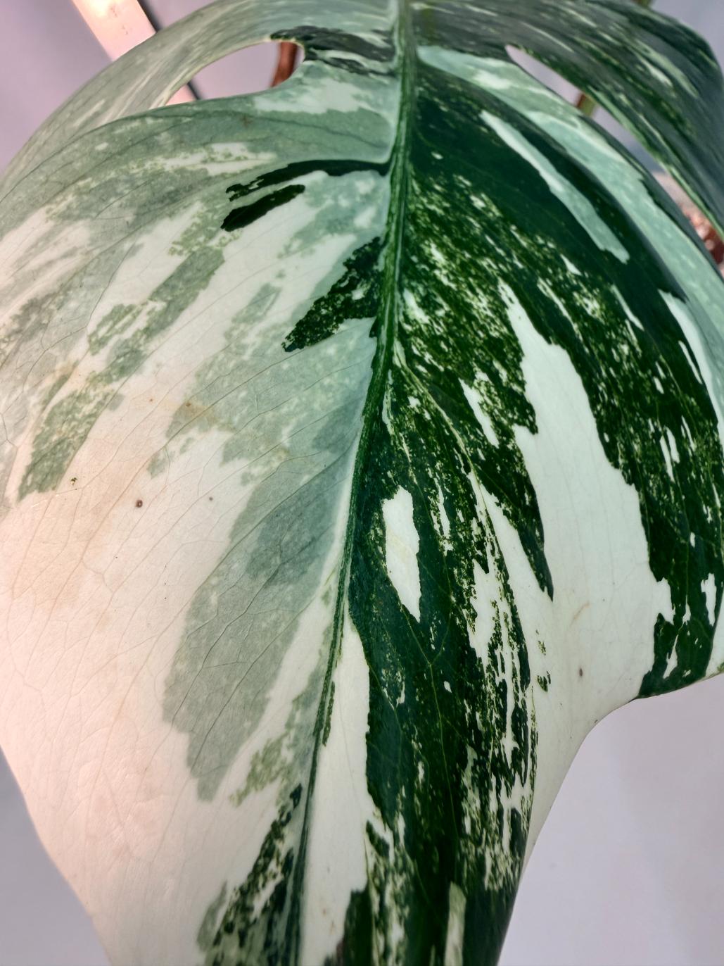 Monstera Albo Variegata 6