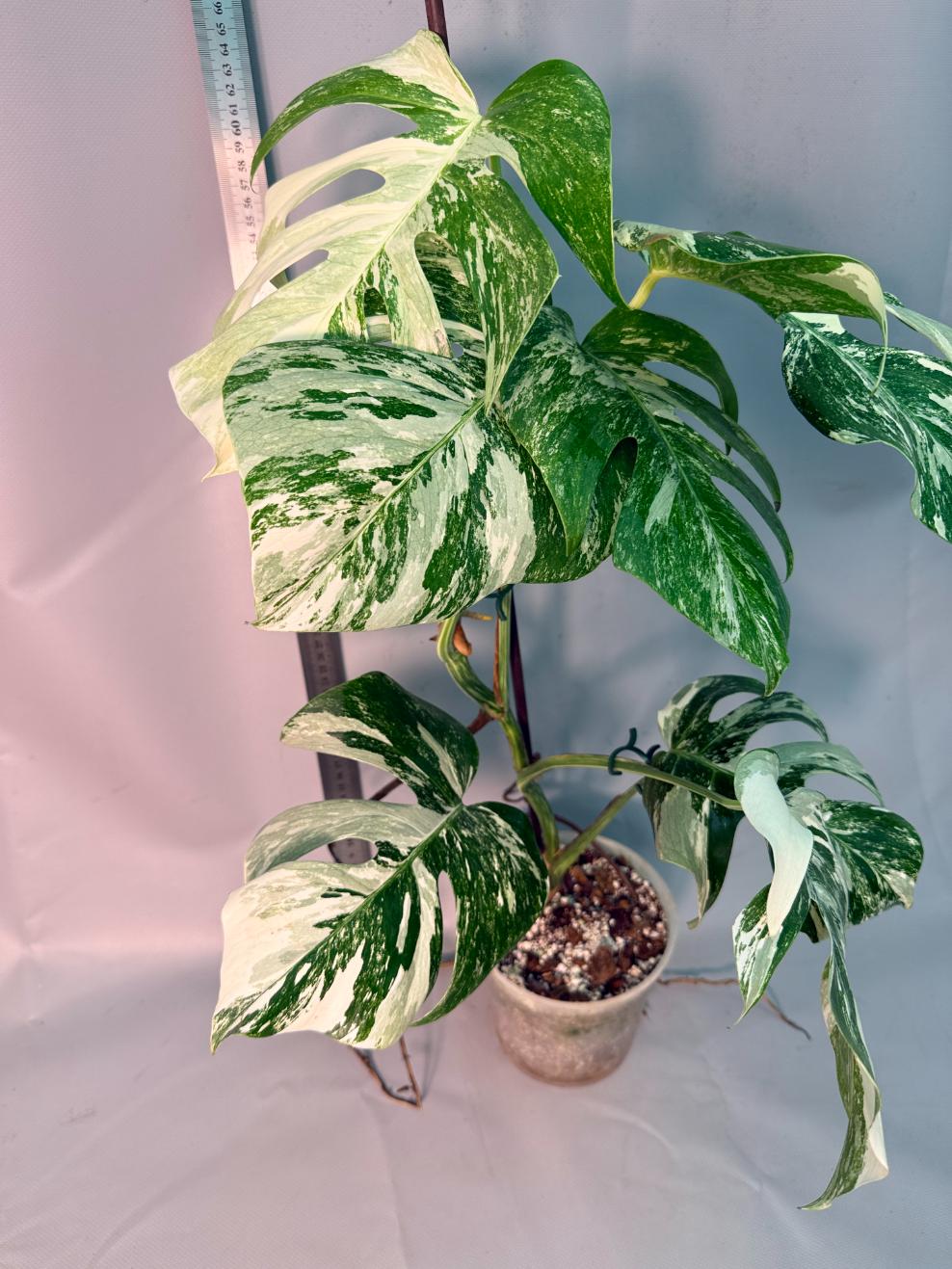 Monstera Albo Variegata 9