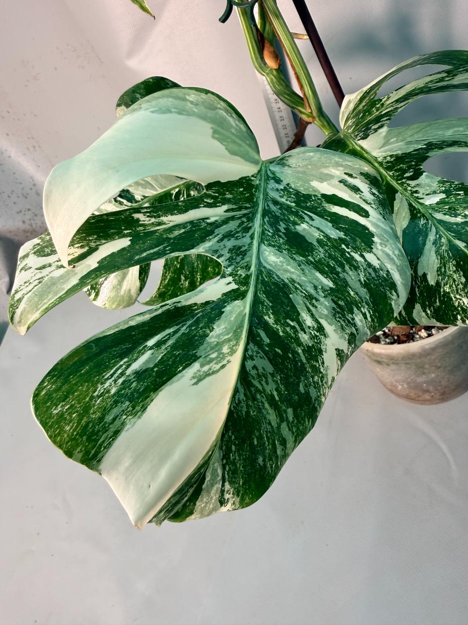Monstera Albo Variegata 11
