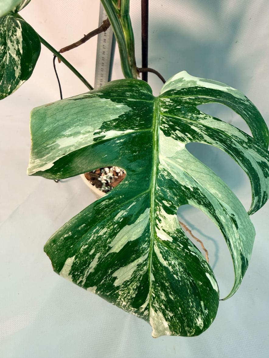 Monstera Albo Variegata 10