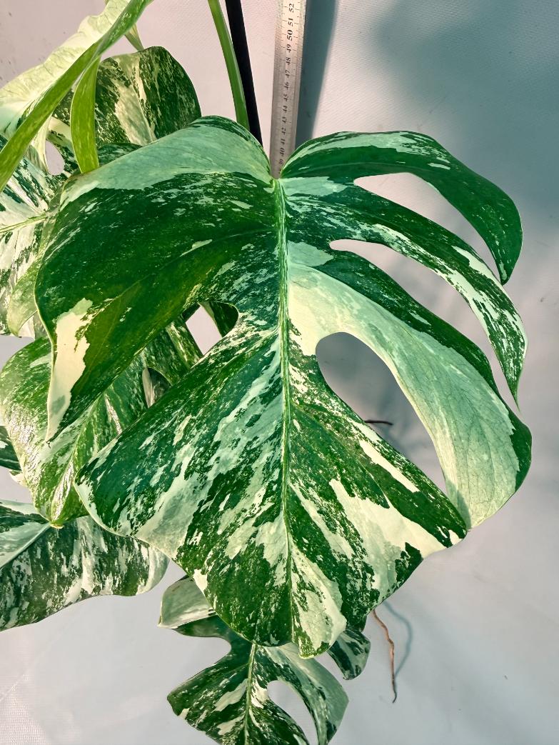 Monstera Albo Variegata 7