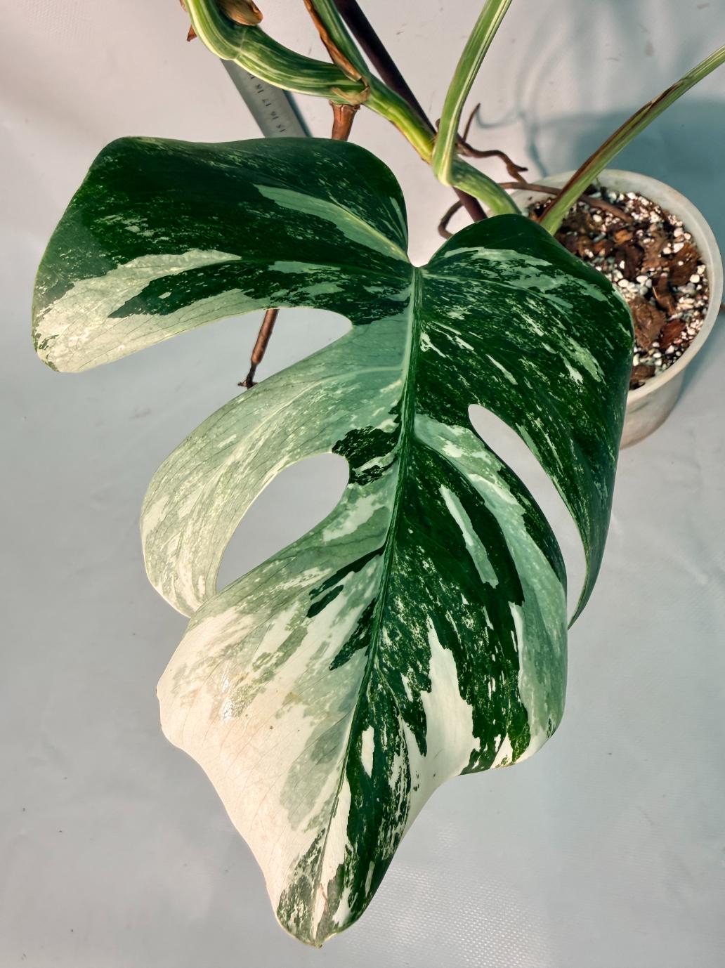Monstera Albo Variegata 12