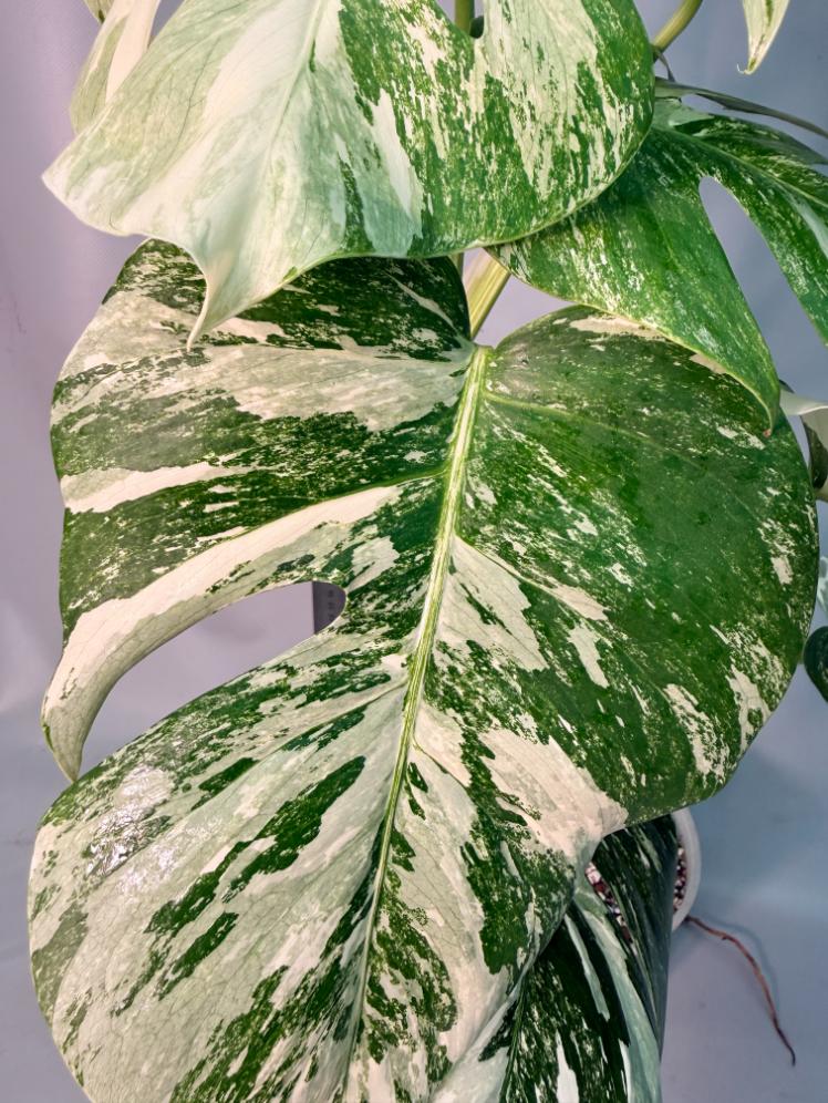 Monstera Albo Variegata 3