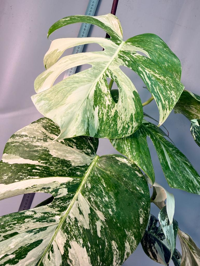 Monstera Albo Variegata 4