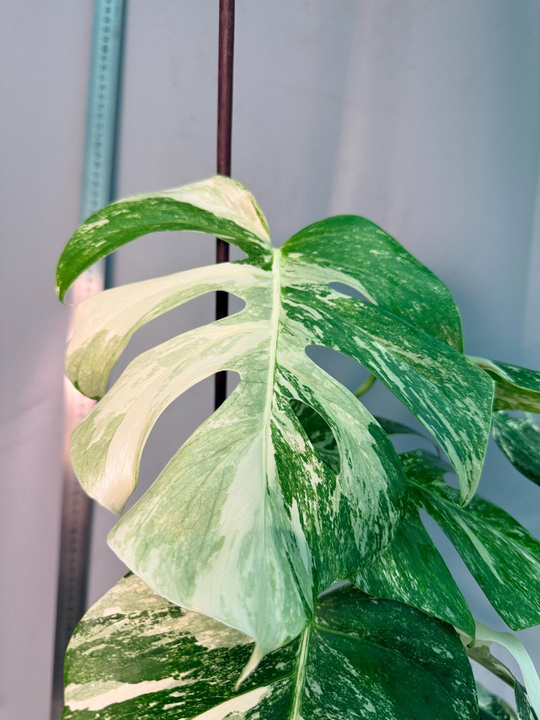 Monstera Albo Variegata 13