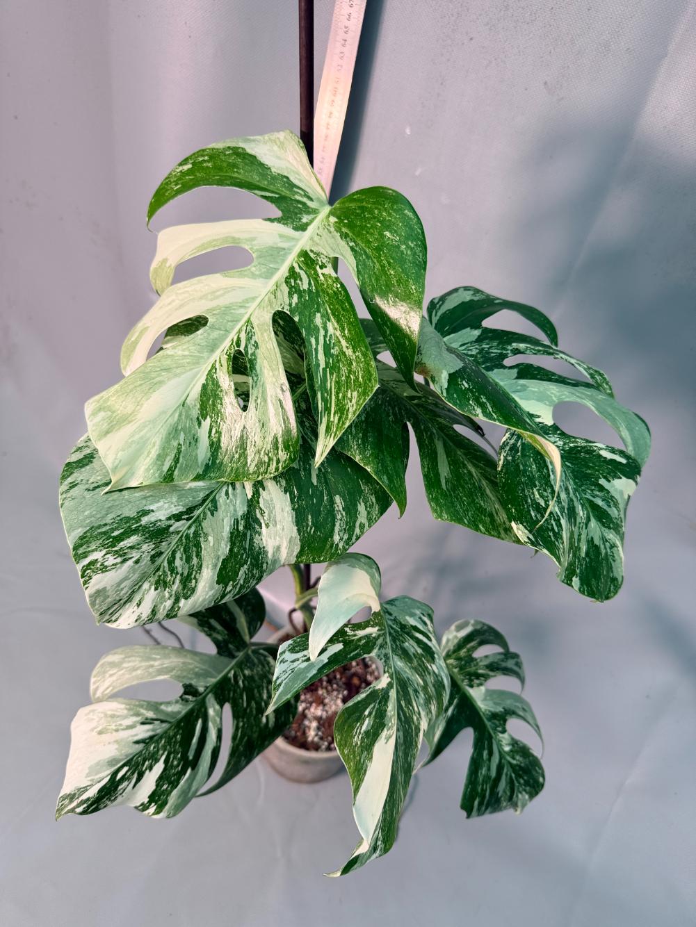 Monstera Albo Variegata 5