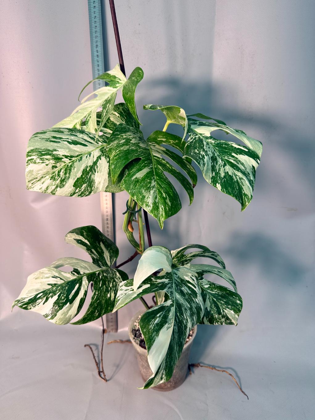 Monstera Albo Variegata 1