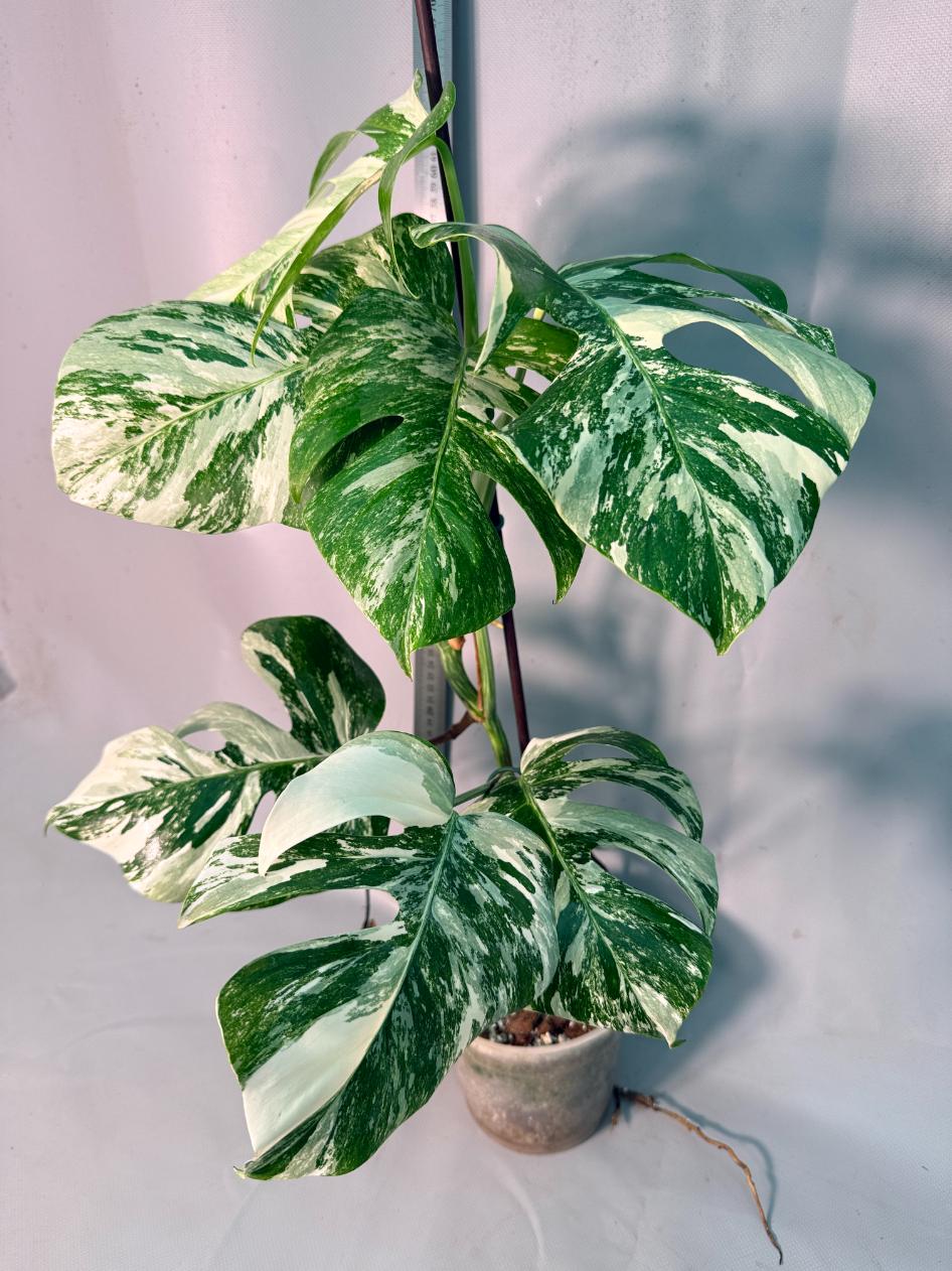 Monstera Albo Variegata 8