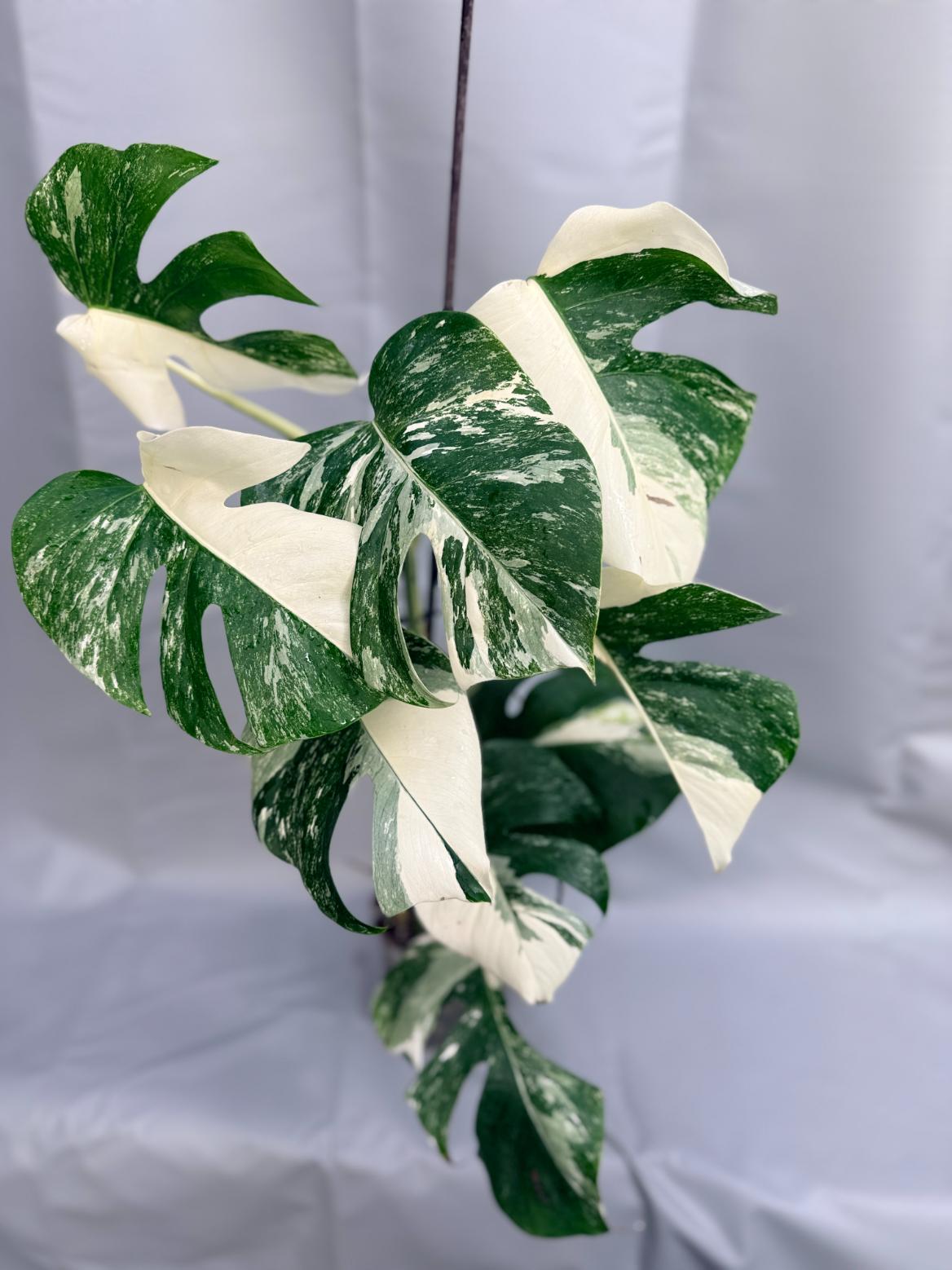 Monstera albo variegata 1.15.1.2