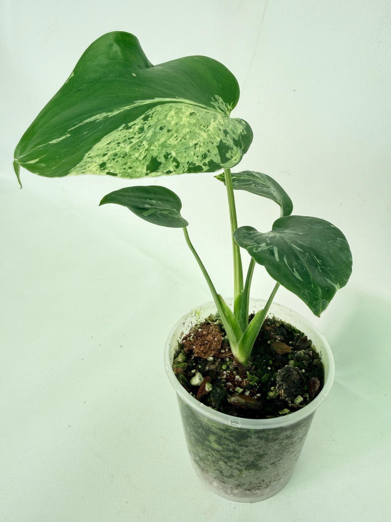 Monstera deliciosa 'Bulbasaur'02