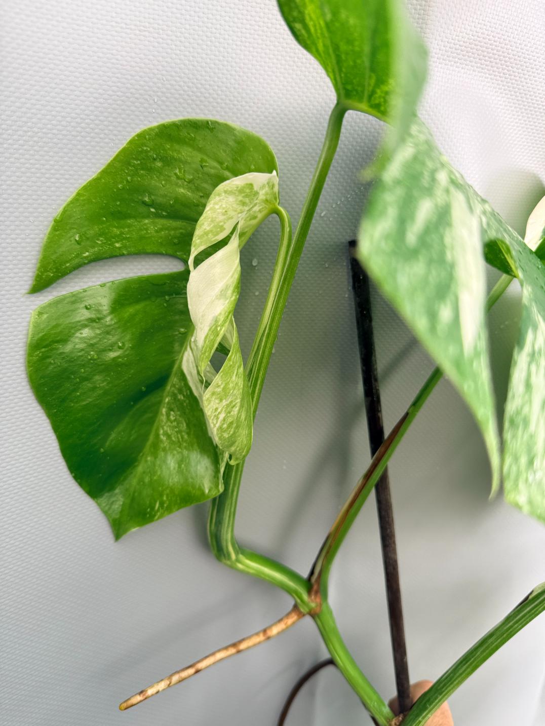 Monstera Albo Variegata 1.15.3.2