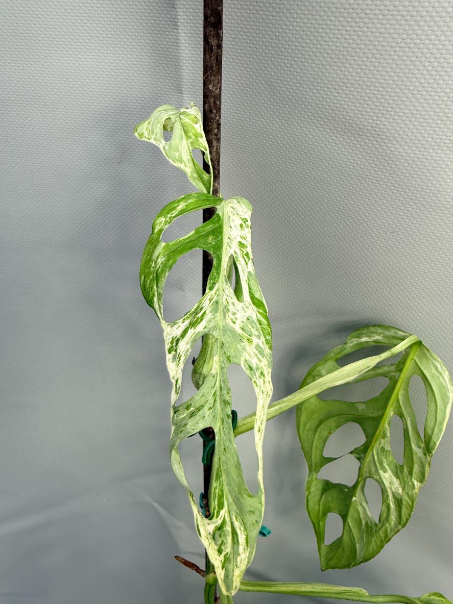 Monstera Indonesian Marble Variegata 2