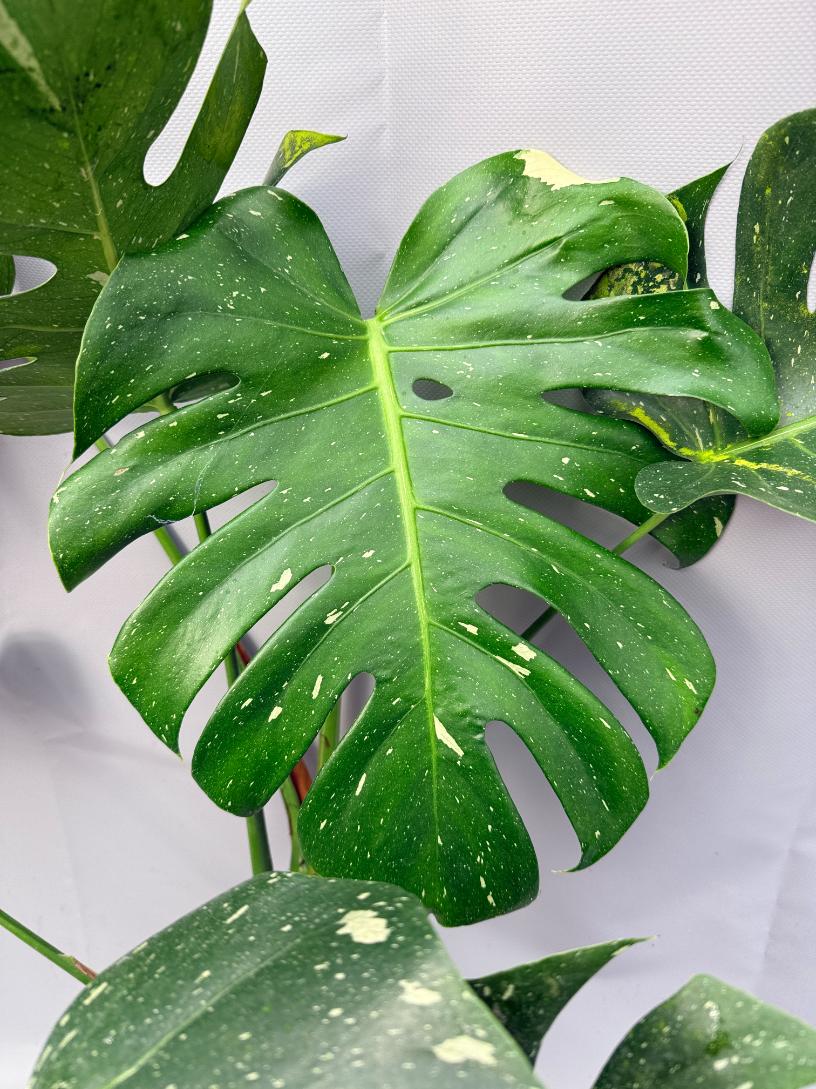 monstera constelación Monstera Thai Constellation XL