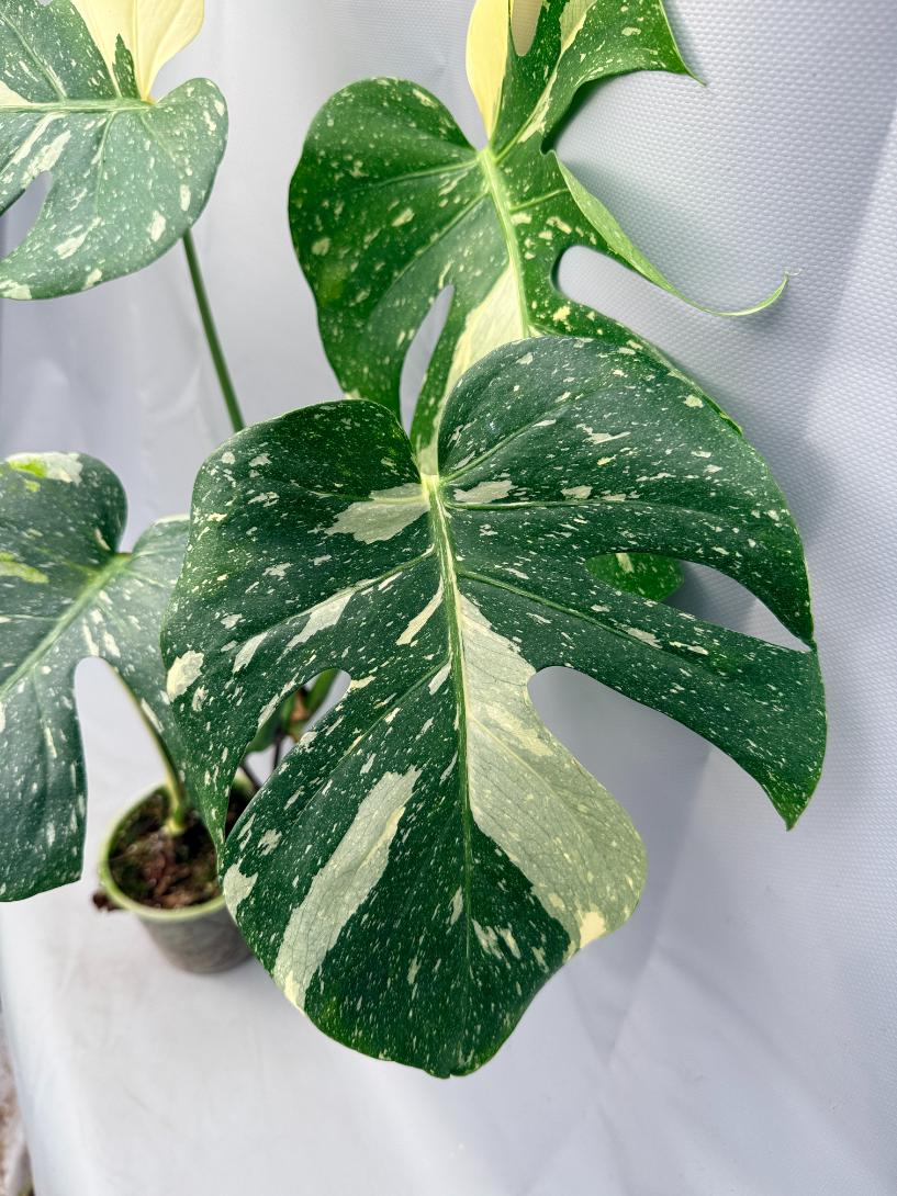 Monstera Thai Constellation XL 02