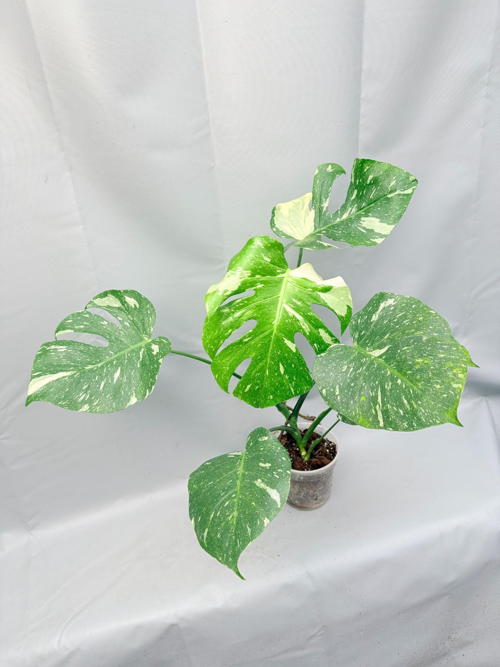 monstera deliciosa thai constellation for sale Large Monstera thai constellation