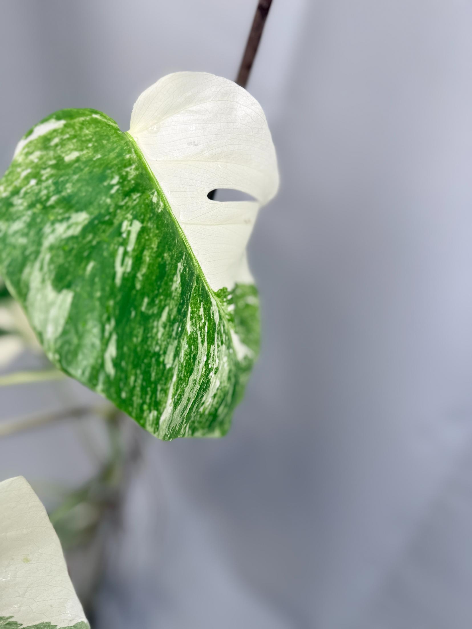 Monstera Albo Variegata con striature stupende 2