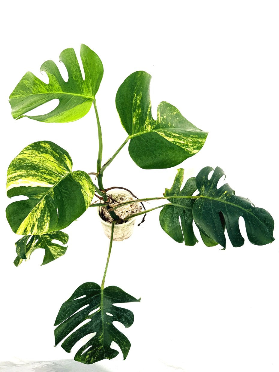 Monstera_variegata_aurea