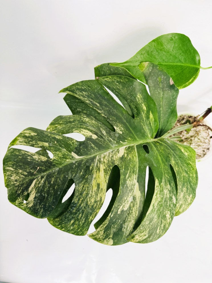 Monstera_variegata_aurea