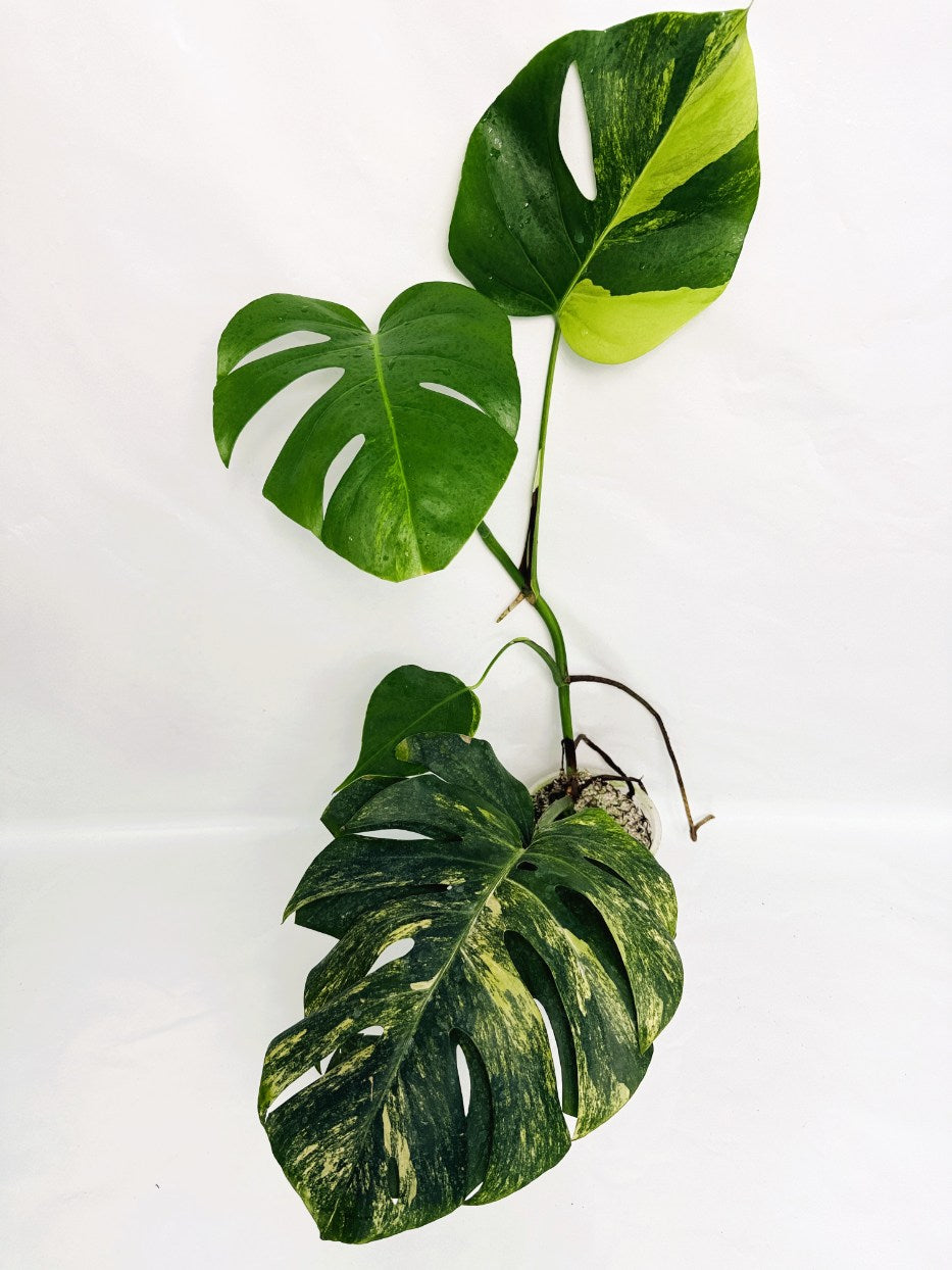 monstera aurea variegata Monstera Variegata Aurea