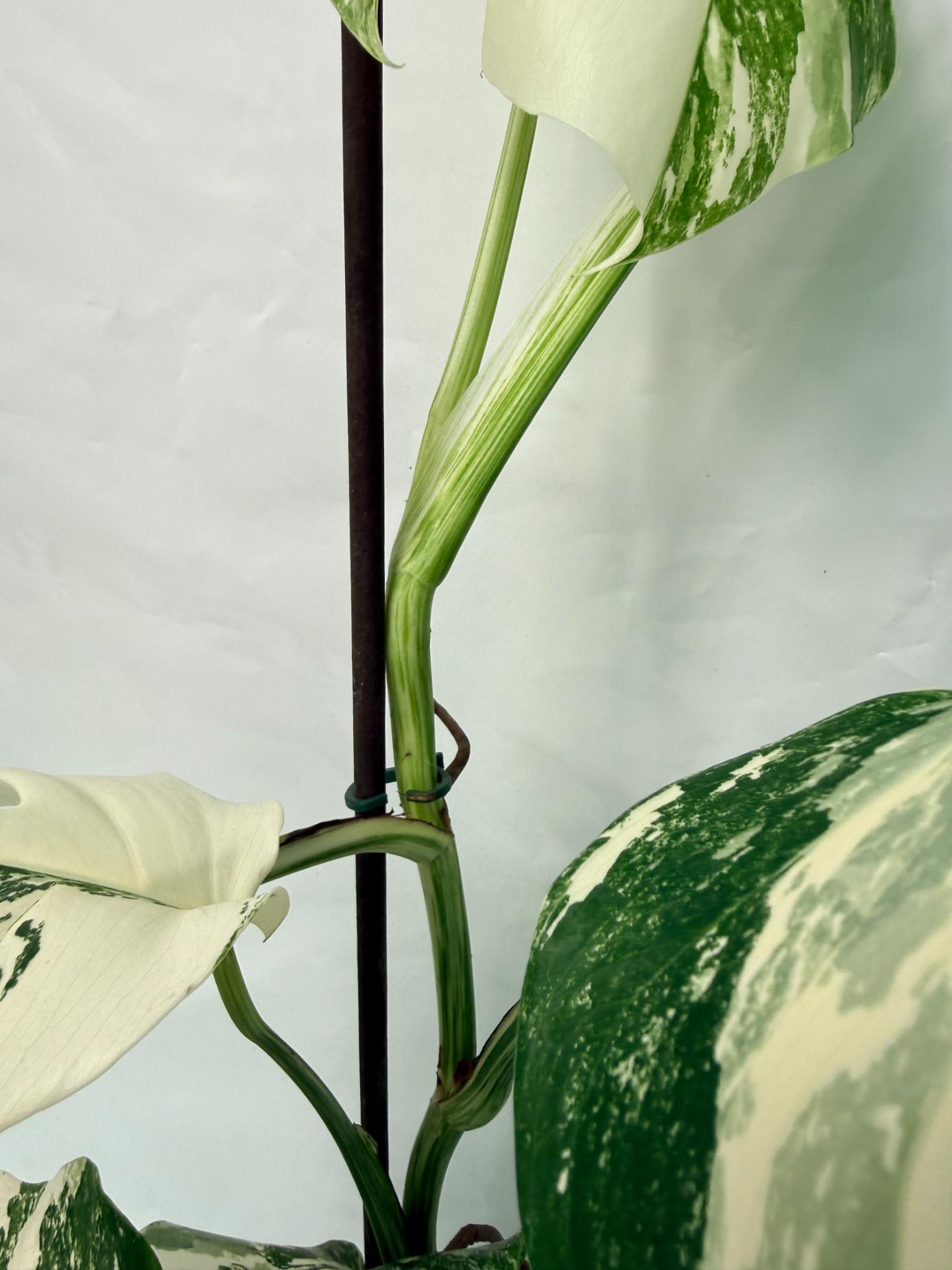 Monstera Deliciosa Albo variegata