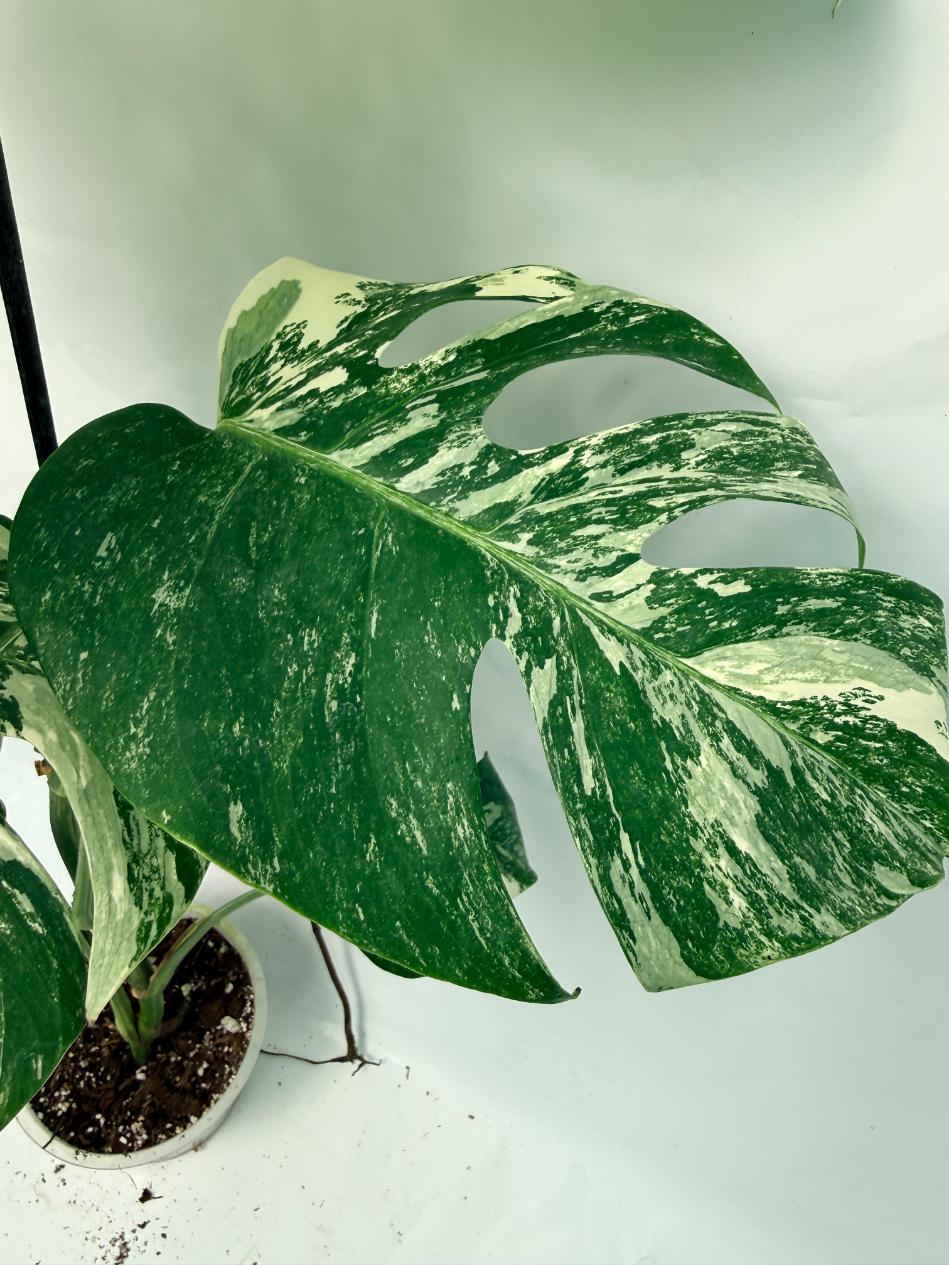 Monstera Deliciosa Albo variegata