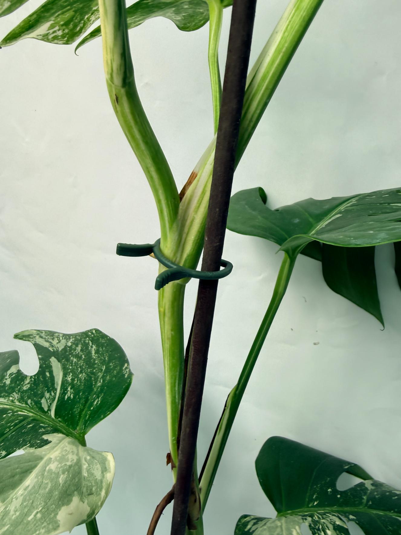 Monstera Deliciosa Albo variegata