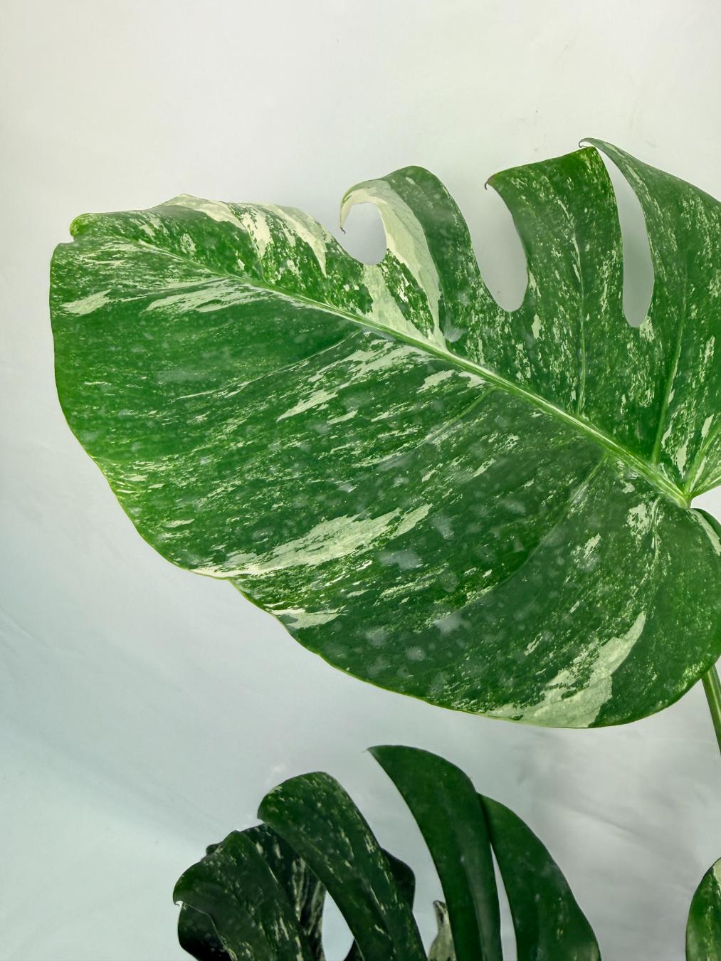Monstera Deliciosa Albo variegata