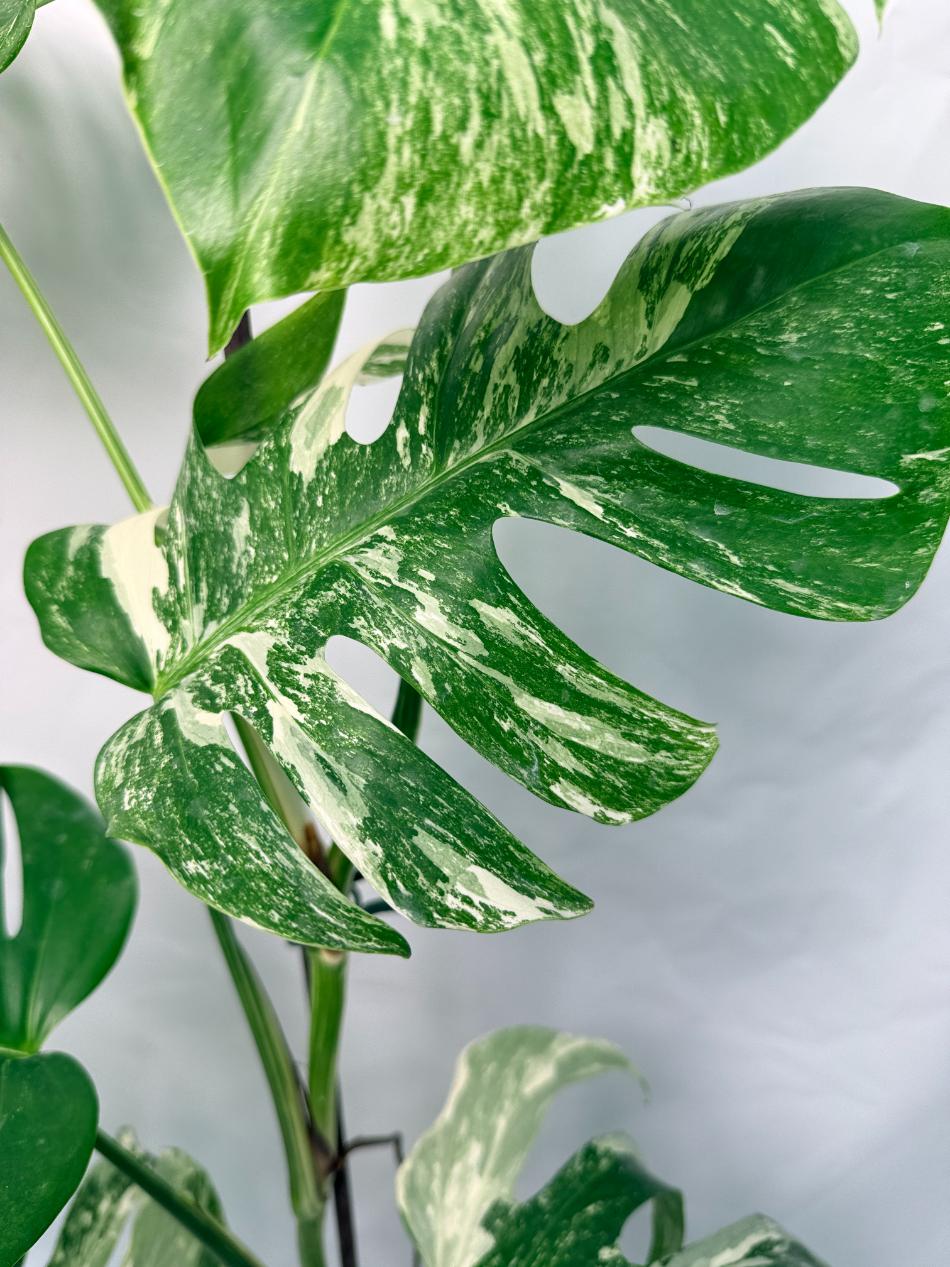 Monstera Deliciosa Albo variegata