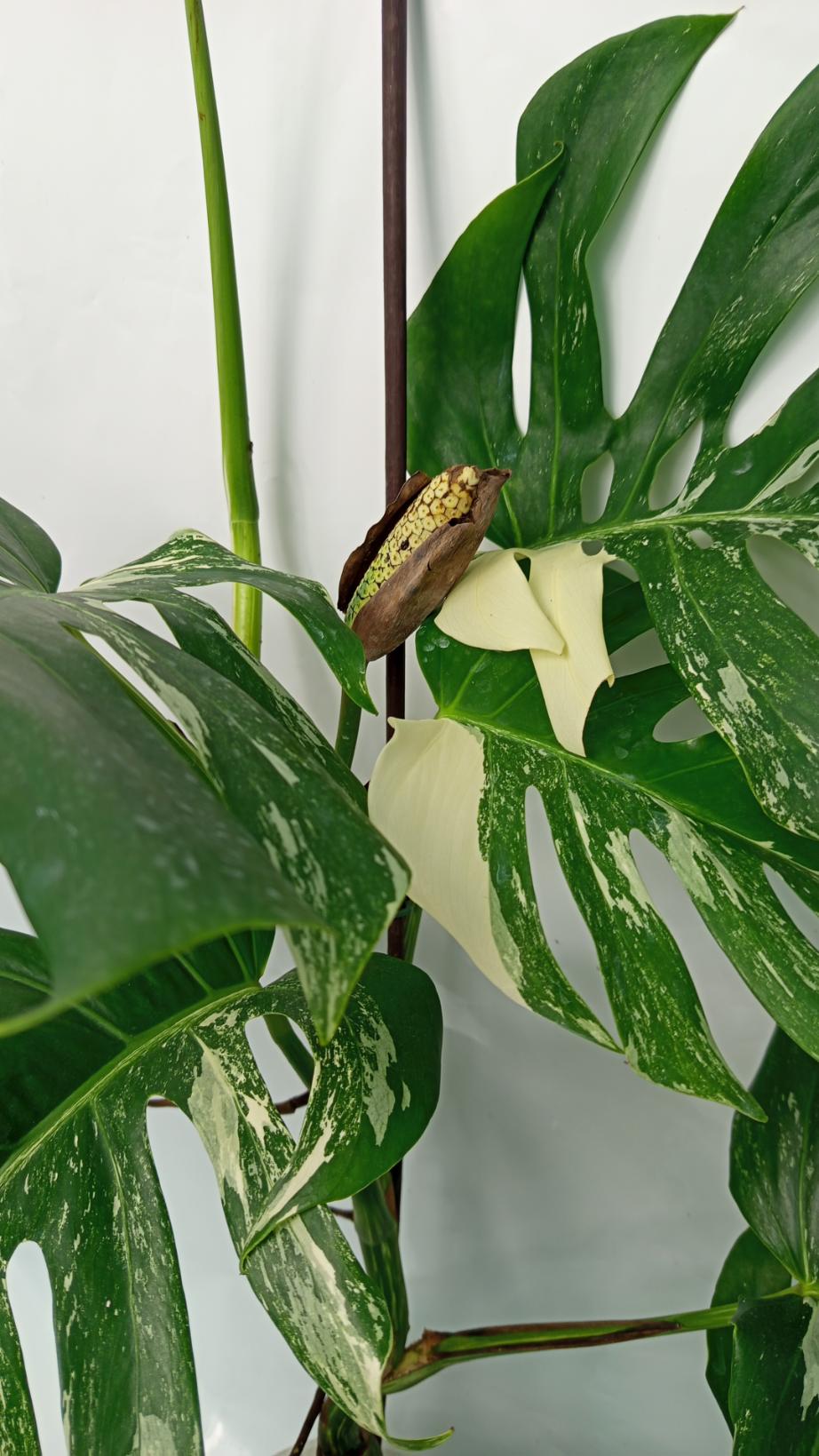 where can i buy monstera deliciosa fruit Monstera Deliciosa Albo variegata XXL with FRUIT