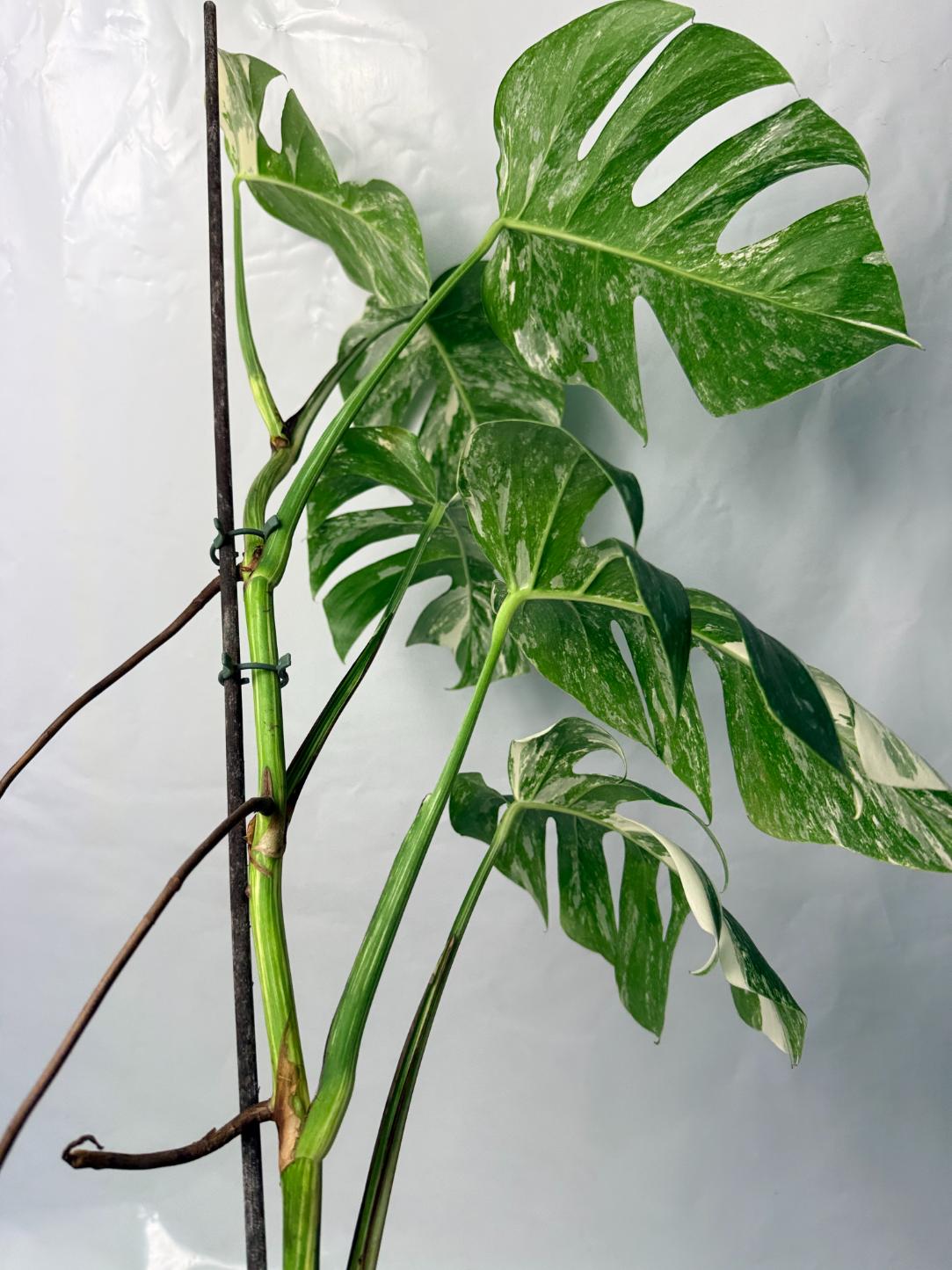 Monstera Deliciosa Albo variegata