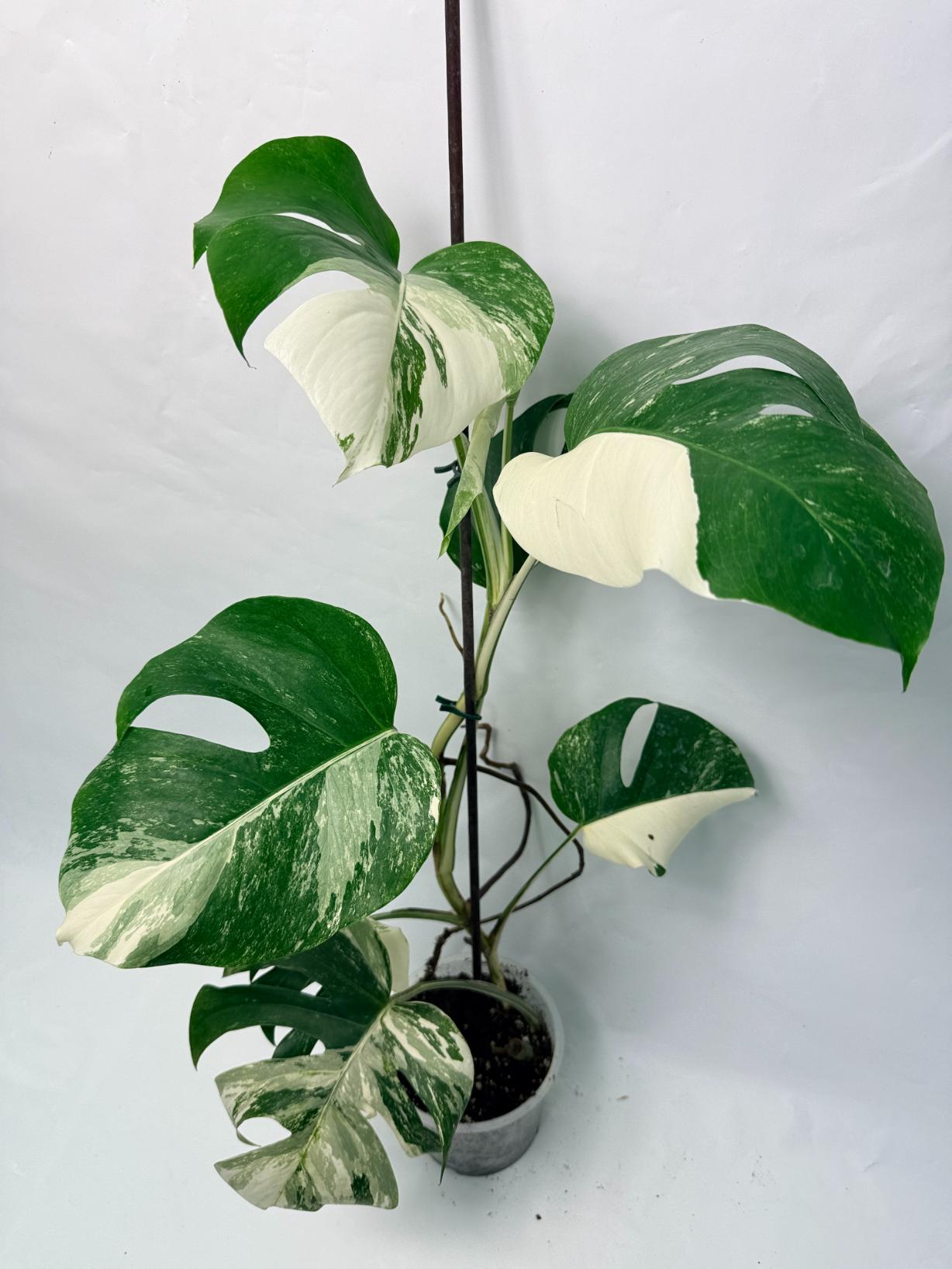 monstera deliciosa albo dark black Monstera Deliciosa Albo variegata Special variegation