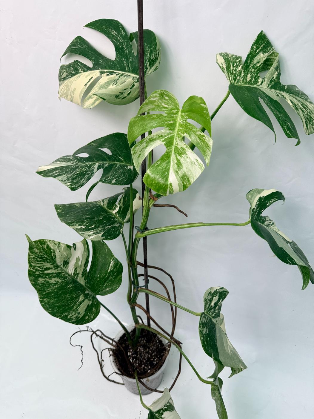 Monstera Deliciosa Albo variegata XL
