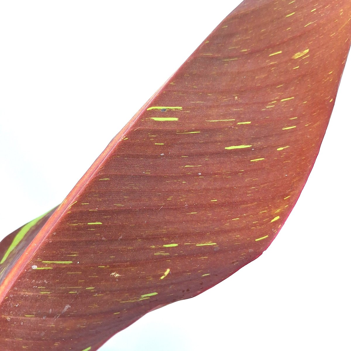 Musa siam ruby variegata