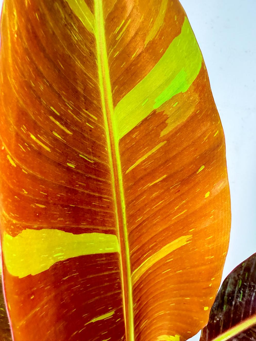 Musa siam ruby variegata 2