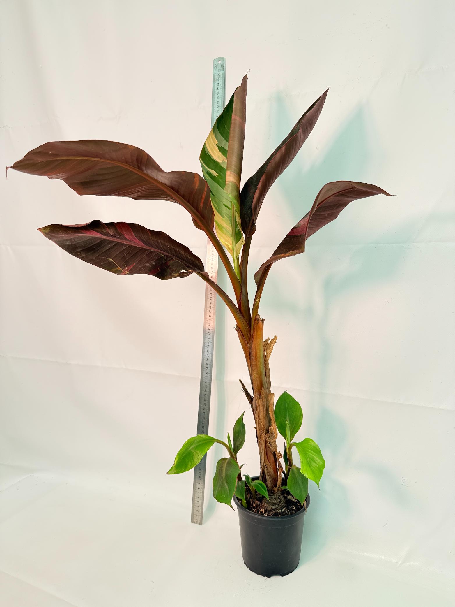 Musa banana nono variegata 10