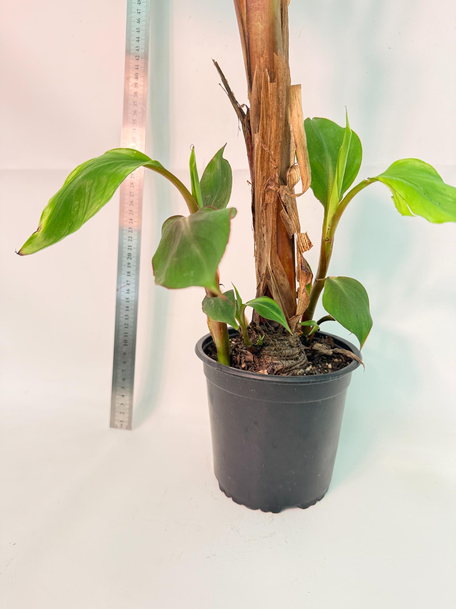 Musa banana nono variegata 9