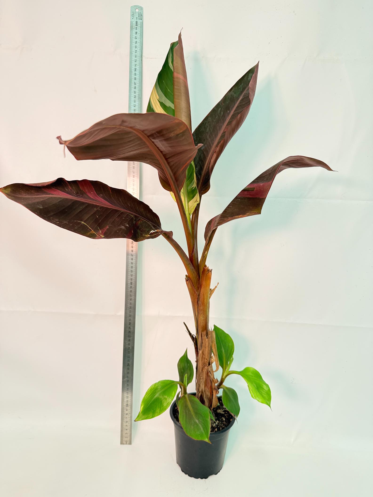 Musa banana nono variegata 4
