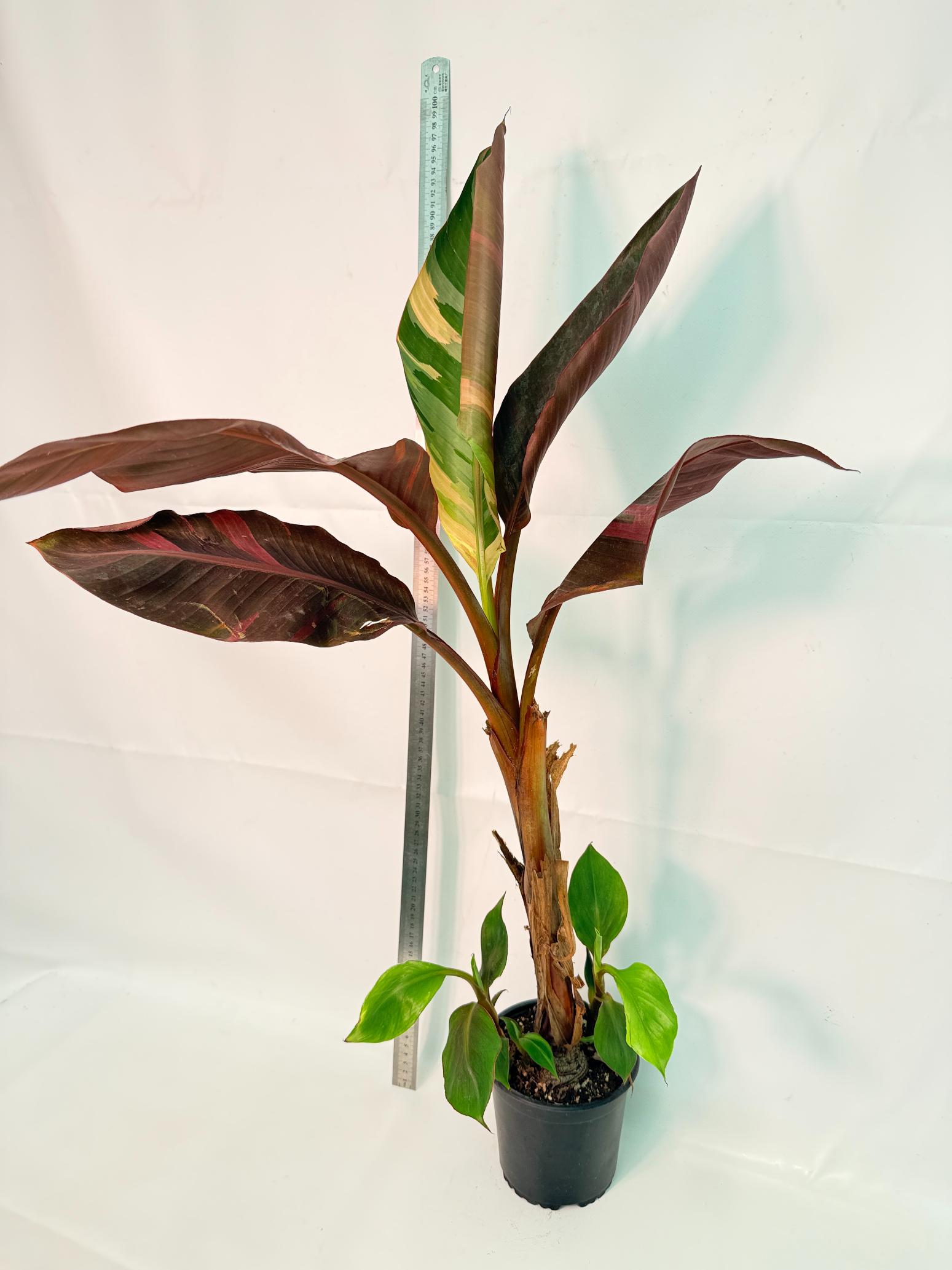 Musa banana nono variegata 1