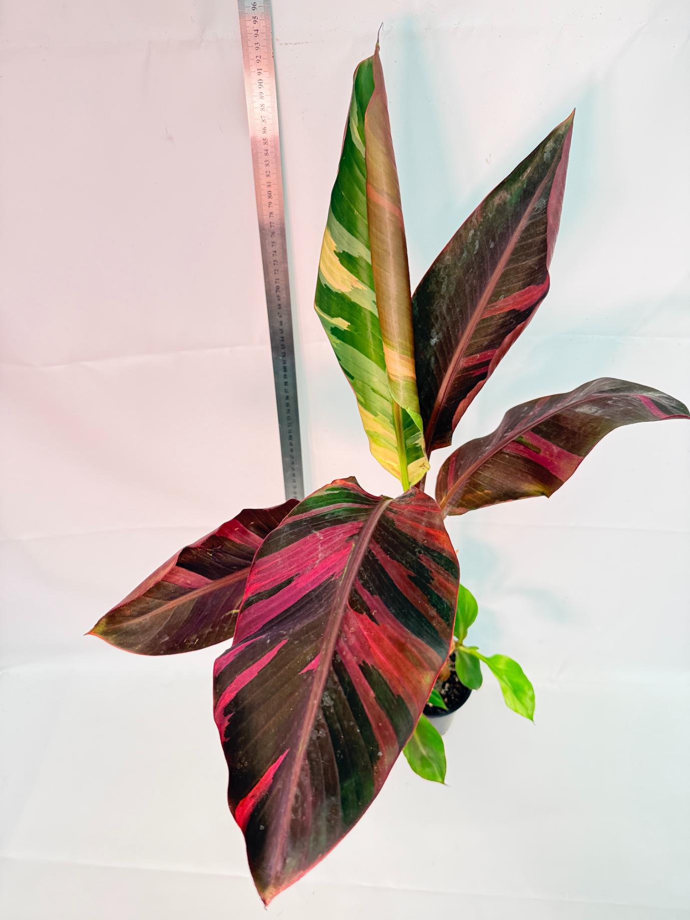 Musa banana nono variegata 5
